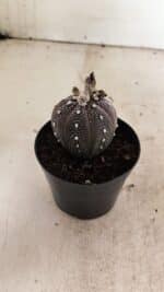 ASTROPHYTUM ASTERIAS “Purple”  Nº 1011 – vaso 09 - Imagem 6