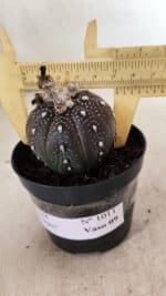 ASTROPHYTUM ASTERIAS “Purple”  Nº 1011 – vaso 09 - Imagem 4