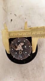 ASTROPHYTUM ASTERIAS “Purple”  Nº 1011 – vaso 09 - Imagem 5