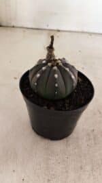 ASTROPHYTUM ASTERIAS “Purple”  Nº 1012 – vaso 09 - Imagem 7