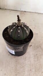 ASTROPHYTUM ASTERIAS “Purple”  Nº 1012 – vaso 09 - Imagem 6