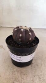 MATRIZ ASTROPHYTUM ASTERIAS “Purple”  Nº 1031 – vaso 09 - Imagem 2