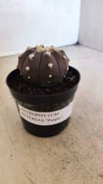 MATRIZ ASTROPHYTUM ASTERIAS “Purple”  Nº 1031 – vaso 09 - Imagem 9