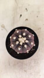 MATRIZ ASTROPHYTUM ASTERIAS “Purple”  Nº 1031 – vaso 09 - Imagem 3