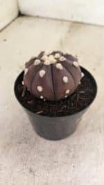 MATRIZ ASTROPHYTUM ASTERIAS “Purple”  Nº 1031 – vaso 09 - Imagem 6