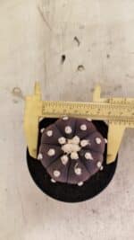 MATRIZ ASTROPHYTUM ASTERIAS “Purple”  Nº 1031 – vaso 09