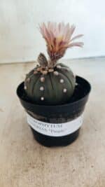 MATRIZ ASTROPHYTUM ASTERIAS “Purple”  Nº 1032 – vaso 09 - Imagem 2