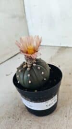 MATRIZ ASTROPHYTUM ASTERIAS “Purple”  Nº 1032 – vaso 09 - Imagem 8