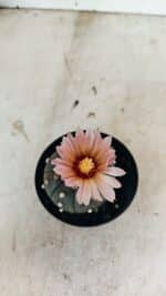 MATRIZ ASTROPHYTUM ASTERIAS “Purple”  Nº 1032 – vaso 09 - Imagem 3