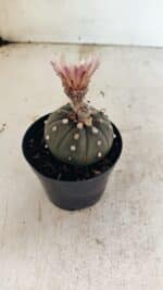 MATRIZ ASTROPHYTUM ASTERIAS “Purple”  Nº 1032 – vaso 09 - Imagem 7