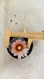 MATRIZ ASTROPHYTUM ASTERIAS “Purple”  Nº 1032 – vaso 09