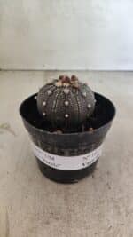 MATRIZ ASTROPHYTUM ASTERIAS “Purple”  Nº 1033 – vaso 09 - Imagem 2