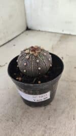 MATRIZ ASTROPHYTUM ASTERIAS “Purple”  Nº 1033 – vaso 09 - Imagem 8