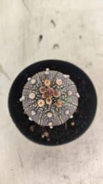 MATRIZ ASTROPHYTUM ASTERIAS “Purple”  Nº 1033 – vaso 09 - Imagem 3