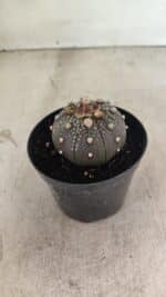MATRIZ ASTROPHYTUM ASTERIAS “Purple”  Nº 1033 – vaso 09 - Imagem 7