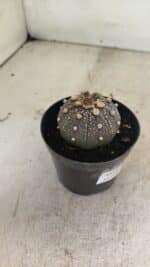 MATRIZ ASTROPHYTUM ASTERIAS “Purple”  Nº 1033 – vaso 09 - Imagem 6