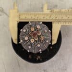 MATRIZ ASTROPHYTUM ASTERIAS “Purple”  Nº 1033 – vaso 09