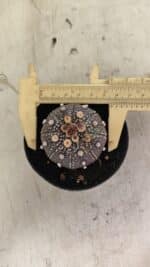 MATRIZ ASTROPHYTUM ASTERIAS “Purple”  Nº 1033 – vaso 09