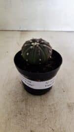 ASTROPHYTUM ASTERIAS “Purple”  Nº 1036 – vaso 09 - Imagem 2
