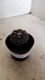 ASTROPHYTUM ASTERIAS “Purple”  Nº 1036 – vaso 09 - Imagem 9