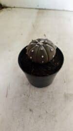 ASTROPHYTUM ASTERIAS “Purple”  Nº 1036 – vaso 09 - Imagem 7