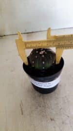 ASTROPHYTUM ASTERIAS “Purple”  Nº 1036 – vaso 09 - Imagem 4