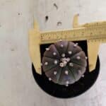 ASTROPHYTUM ASTERIAS “Purple”  Nº 1036 – vaso 09