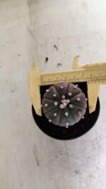 ASTROPHYTUM ASTERIAS “Purple”  Nº 1036 – vaso 09