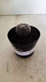 ASTROPHYTUM ASTERIAS “Purple”  Nº 1037 – vaso 09 - Imagem 2