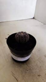 ASTROPHYTUM ASTERIAS “Purple”  Nº 1037 – vaso 09 - Imagem 10