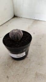 ASTROPHYTUM ASTERIAS “Purple”  Nº 1037 – vaso 09 - Imagem 9