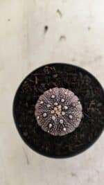 ASTROPHYTUM ASTERIAS “Purple”  Nº 1037 – vaso 09 - Imagem 3