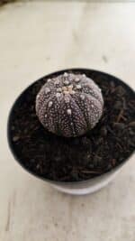 ASTROPHYTUM ASTERIAS “Purple”  Nº 1037 – vaso 09 - Imagem 8
