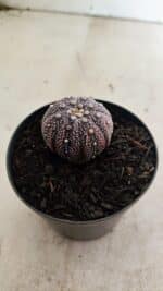 ASTROPHYTUM ASTERIAS “Purple”  Nº 1037 – vaso 09 - Imagem 7