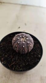 ASTROPHYTUM ASTERIAS “Purple”  Nº 1037 – vaso 09 - Imagem 6