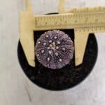 ASTROPHYTUM ASTERIAS “Purple”  Nº 1037 – vaso 09