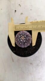 ASTROPHYTUM ASTERIAS “Purple”  Nº 1037 – vaso 09