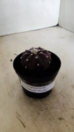 ASTROPHYTUM ASTERIAS “Purple”  Nº 1038 – vaso 09 - Imagem 9