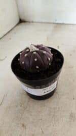 ASTROPHYTUM ASTERIAS “Purple”  Nº 1038 – vaso 09 - Imagem 8
