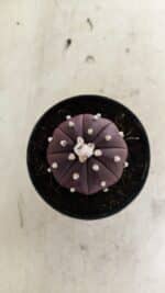 ASTROPHYTUM ASTERIAS “Purple”  Nº 1038 – vaso 09 - Imagem 3