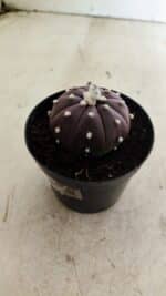 ASTROPHYTUM ASTERIAS “Purple”  Nº 1038 – vaso 09 - Imagem 7