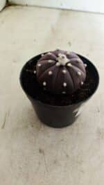 ASTROPHYTUM ASTERIAS “Purple”  Nº 1038 – vaso 09 - Imagem 6