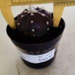 ASTROPHYTUM ASTERIAS “Purple”  Nº 1038 – vaso 09