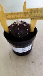 ASTROPHYTUM ASTERIAS “Purple”  Nº 1038 – vaso 09