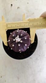 ASTROPHYTUM ASTERIAS “Purple”  Nº 1038 – vaso 09 - Imagem 5