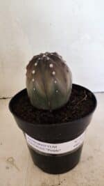 ASTROPHYTUM ASTERIAS “Purple”  Nº 1039 – vaso 15 - Imagem 2