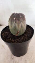 ASTROPHYTUM ASTERIAS “Purple”  Nº 1039 – vaso 15 - Imagem 7