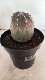 ASTROPHYTUM ASTERIAS “Purple”  Nº 1039 – vaso 15 - Imagem 6