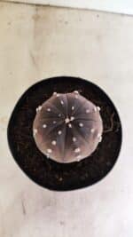 ASTROPHYTUM ASTERIAS “Purple”  Nº 1039 – vaso 15 - Imagem 3