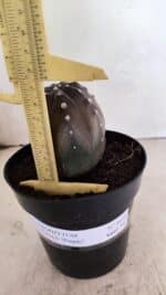 ASTROPHYTUM ASTERIAS “Purple”  Nº 1039 – vaso 15 - Imagem 5